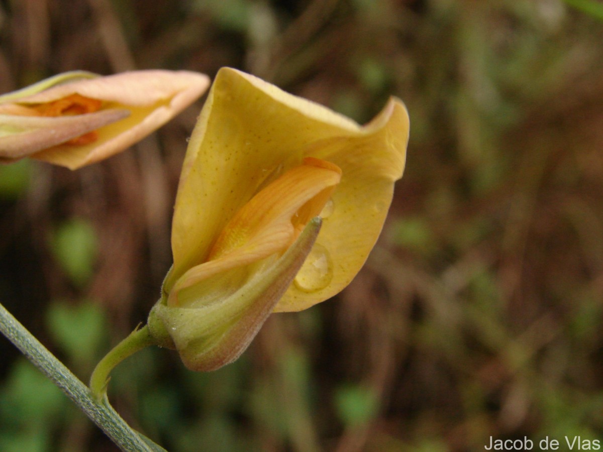 Crotalaria juncea L.